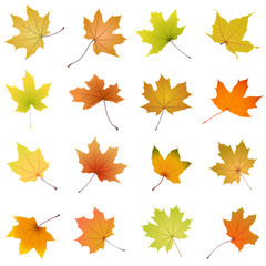 Fototapeta premium Set of falling autumn maple leaves, vector illustration.