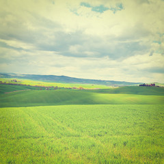 Meadows of Tuscany