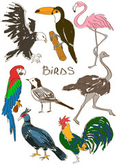 Naklejka premium Set of isolated birds