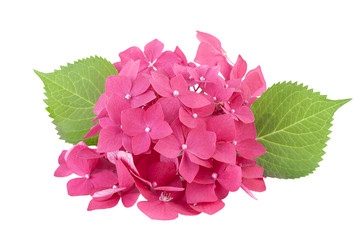 Hydrangea flowers isolated on white