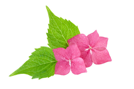 Pink flower with green leaf of hydrangea flowers