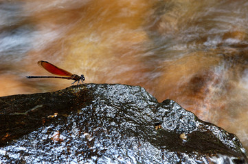 Dragonfly wings on the Stone