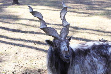 Markhor goat closeup