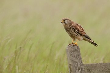 Kestrel