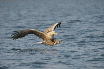 Hunting Sea Eagle