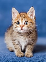 Cute striped kitten