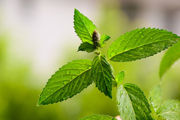 minze nass © Igor Link