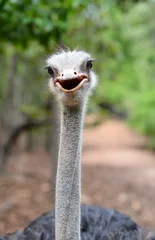 Deurstickers Struisvogel ostrich head