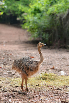 baby ostrich