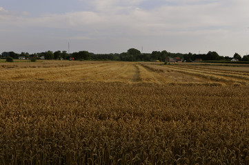 wheat field