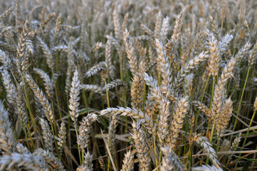 wheat field