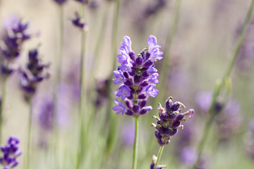 Lavender on the field closeup