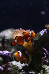 Clownfish