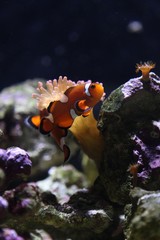 Clownfish
