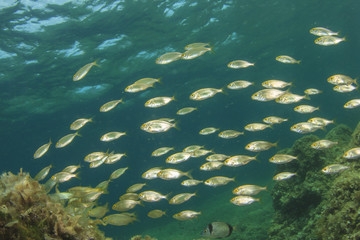 School of juvenile fish in Mediterranean Sea