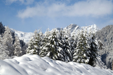 Fototapeta premium neve cime alberi