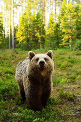 Obraz premium Brown bear in forest