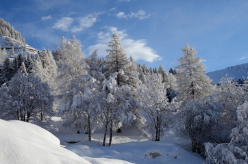 Obraz premium alberi innevati