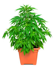 Marijuana plant