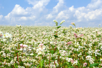 Buckwheat field in summer