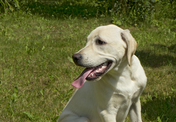 Собака  Лабрадор