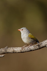 Female Green-Winged Pytilia (Melba Finch)