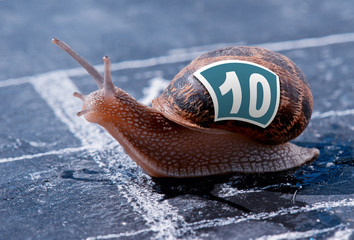 snail crosses the finish line as winner