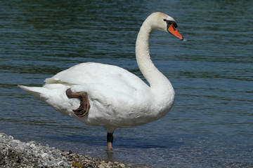 Fototapeta premium étirement d'un oiseau