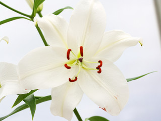 Naklejka na ściany i meble White lily flower