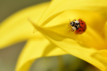 Ladybug (Coccinella) on yellow sunflower petal