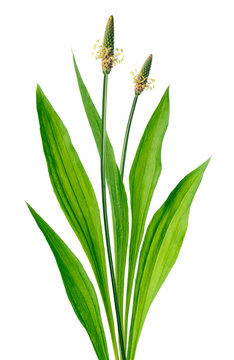 Ribwort (Plantago lanceolata)