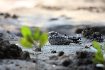 Savanna Nightjar (Caprimulgus affinis) in Bali Island, Indonesia