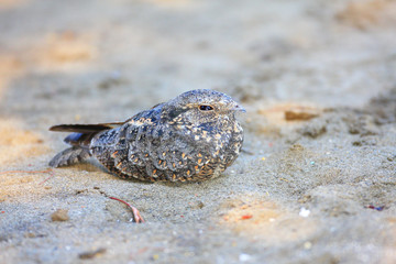 Savanna Nightjar (Caprimulgus affinis) in Bali Island, Indonesia