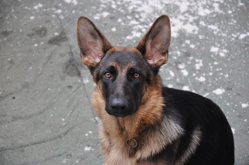 German shepherd