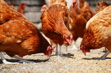 Küchenrückwand glas motiv Hähnchen Hühner auf traditioneller Geflügelfarm aus Freilandhaltung