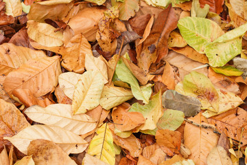 Above view of autumnal yellow leaves on the land 