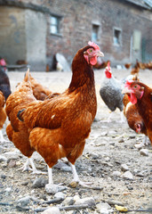 Chickens on traditional free range poultry farm
