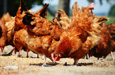Chickens on traditional free range poultry farm