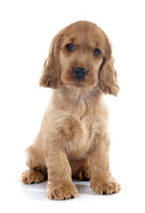 puppy english cocker © cynoclub