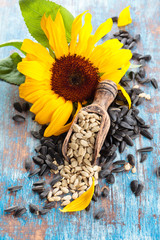 Sunflower and sunflower seed on blue rustic background.
