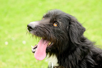 Dog smiling with huge tongue