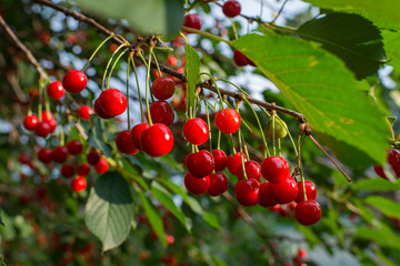 sour cherries