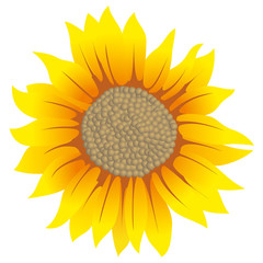 flower Sunflower