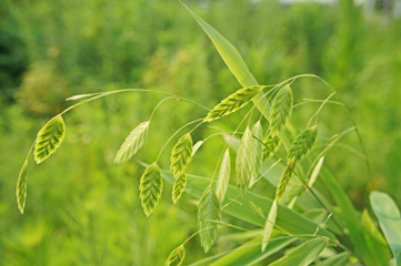 ワイルドオーツ