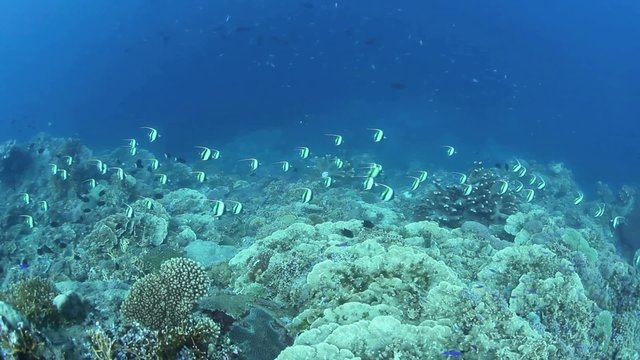 Moorish Idols on Reef Drop off