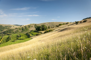 Wiese im Kaiserstuhl