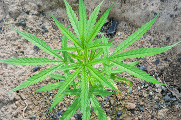 green leaf cannabis indica plant (ganja)