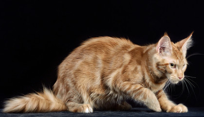 Cat. Breed - the Maine Coon