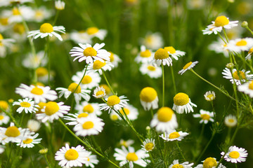 blooming camomile