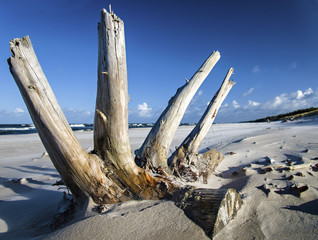 sculpture nature - the root of a new life on the beach